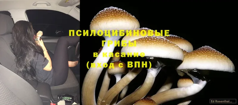 Галлюциногенные грибы Magic Shrooms  хочу наркоту  Богородск 